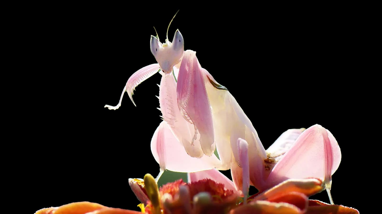 A pink orchid mantis